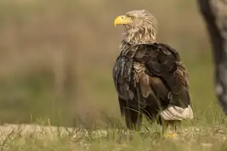 Auf der Suche nach Raubvögeln auf Tiengemeten
