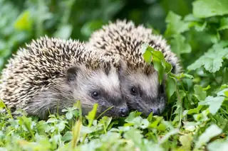 OERRR Igelhäuser bauen bei Gasterij Natuurlijk Smeerling