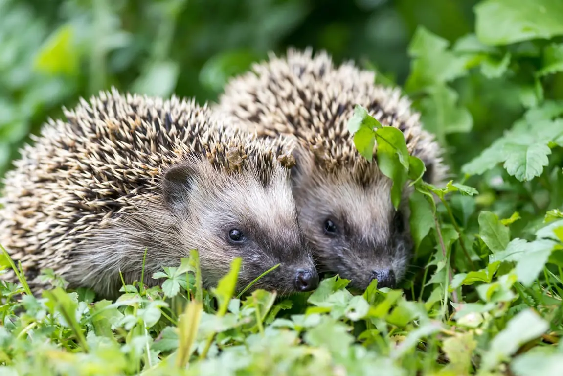 OERRR Igelhäuser bauen bei Gasterij Natuurlijk Smeerling — Gasterij Natuurlijk Smeerling, Onstwedde