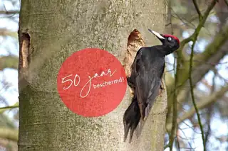 50 Jahre Naturwiederherstellung auf Huis ter Heide