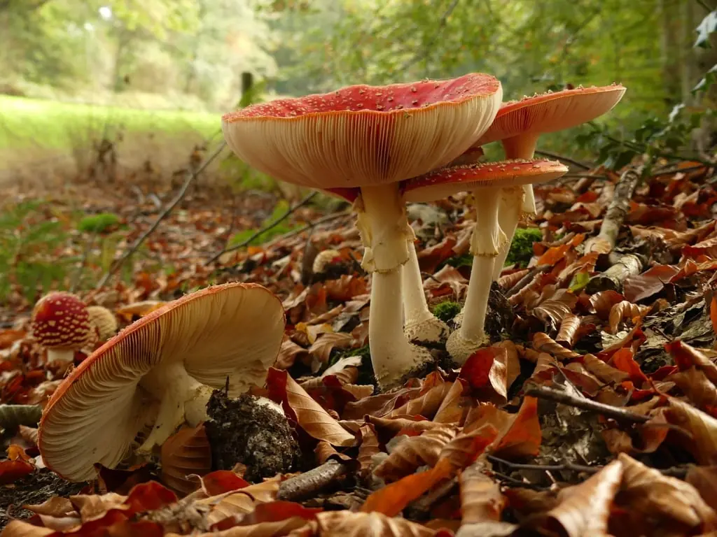 Mushroom Foraging at Landgoed De Colckhof — Havezate Den Alerdinck - parkeerplaats, Laag Zuthem