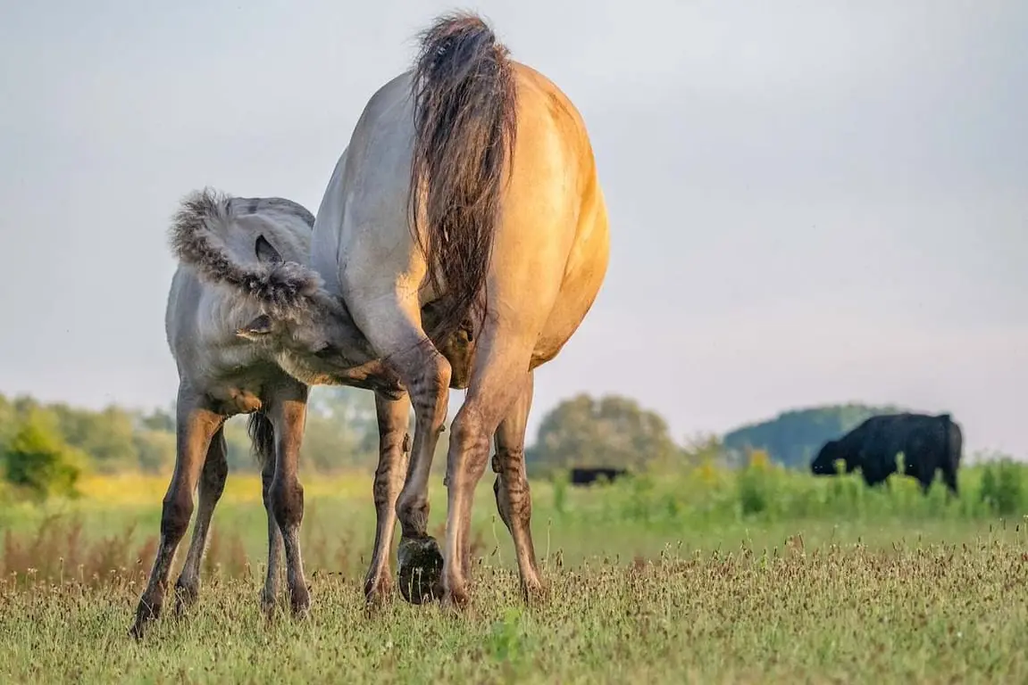 Große Weidetiere auf der Insel — Bezoekerscentrum Tiengemeten, Zuid-Beijerland