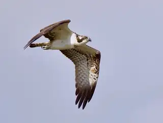 Herbstzugwanderung auf Tiengemeten