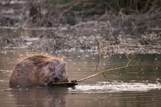 Biberspuren in der Dämmerung auf Tiengemeten