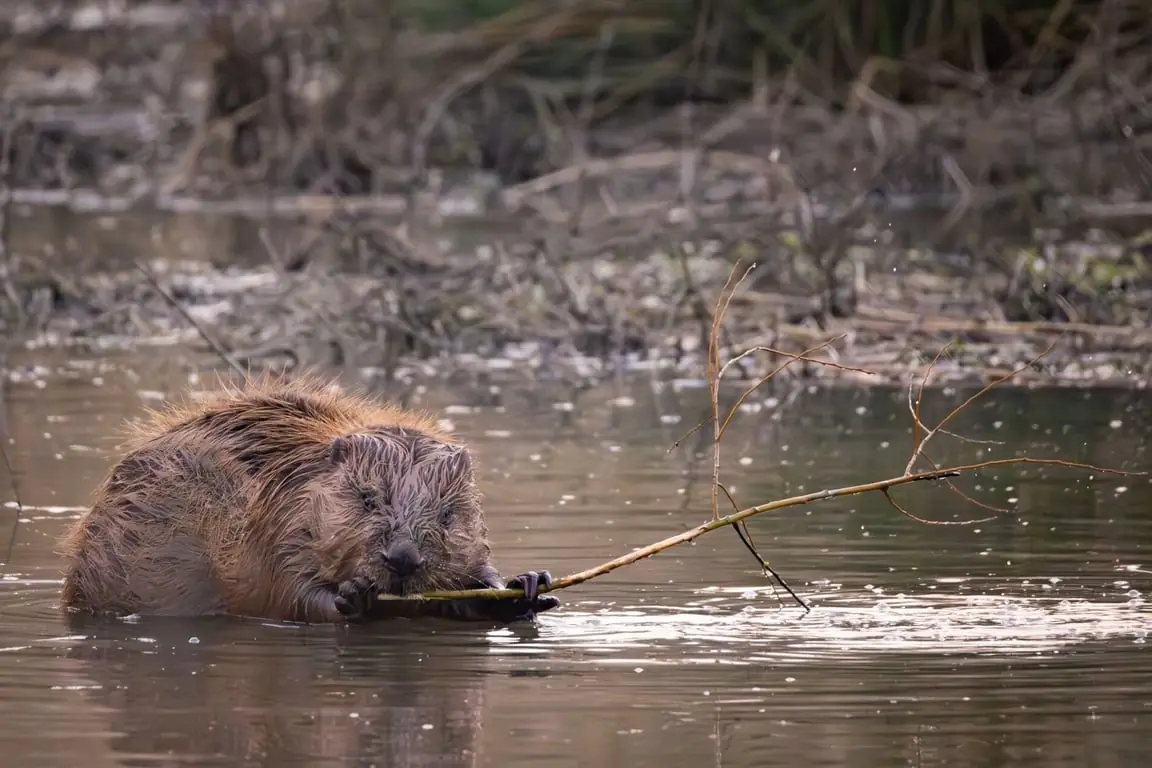Biberspuren in der Dämmerung auf Tiengemeten — Bezoekerscentrum Tiengemeten, Zuid-Beijerland