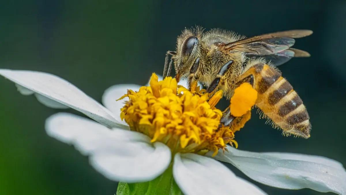 Bienen, Blüten und Honig: Besuch bei unserem Imker — Infocentrum Natuurmonumenten, De Lutte