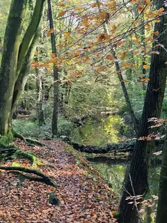Herbstspaziergang Buskersbos