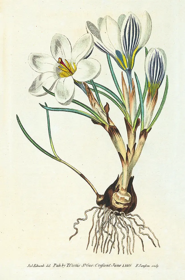 Die Krokus zeigt dem Beton seine Grenzen — Museum De Zwarte Tulp, Lisse