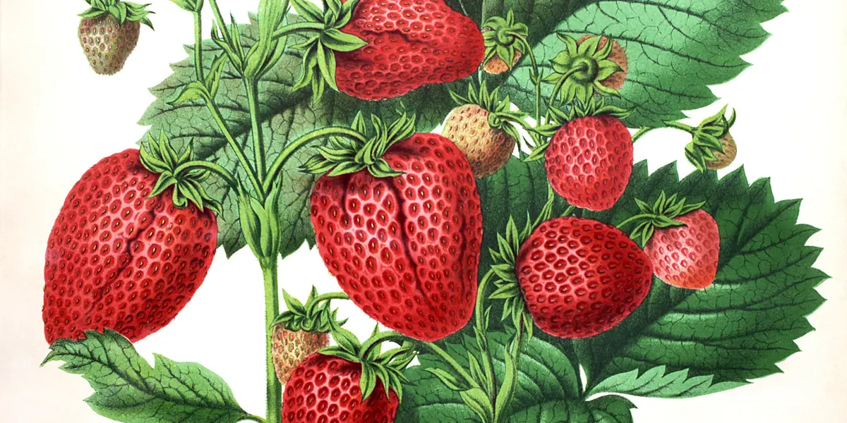 Van aardbeziën tot zomerkoninkjes — Boomkwekerijmuseum, Boskoop