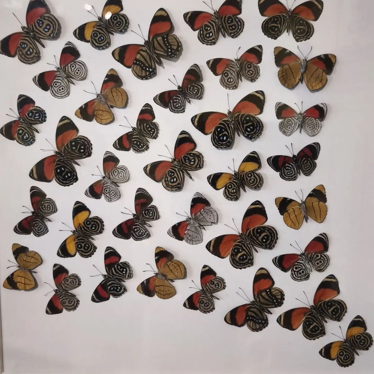 Die wunderbare Welt der Insekten — Museum 'De Roos', Geertruidenberg