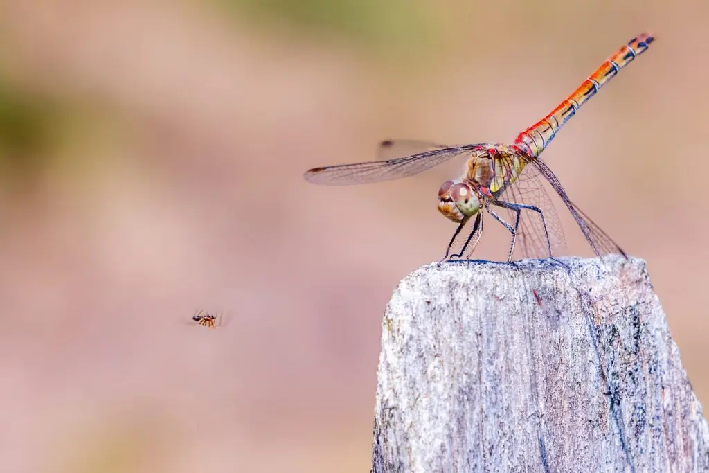 Exhibition of Nature Photography at Kasteel Hernen — Kasteel Hernen, Hernen