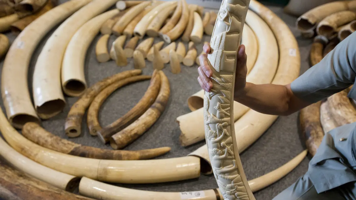 The Hidden World Behind Poaching and Smuggling — Natuurhistorisch Museum Rotterdam, Rotterdam