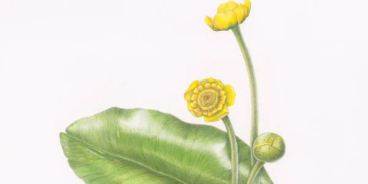 Wondere Waterplanten Wereld — Westlands Museum, Honselersdijk