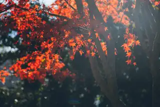 Herbstsymphonie - Führung durch den Garten