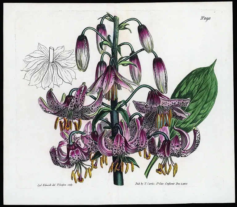 Sydenham Edwards — Museum De Zwarte Tulp, Lisse