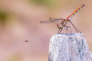 Naturfotografien von Ton Rothengatter
