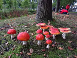 Discover the Secrets of Mushrooms in 's-Graveland