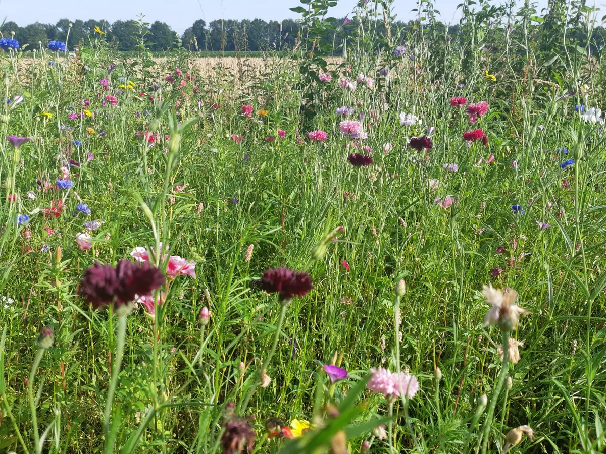 Bauer und Natur kommen zusammen! — Boerderijwinkel Brabantse Hei, Hooge Mierde