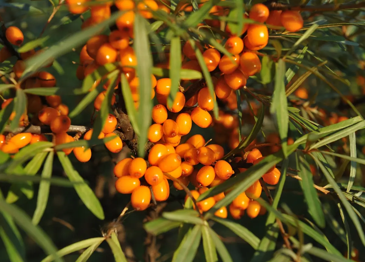 Wild Foraging Excursion — PiXLife Nature Xperience, Ouddorp