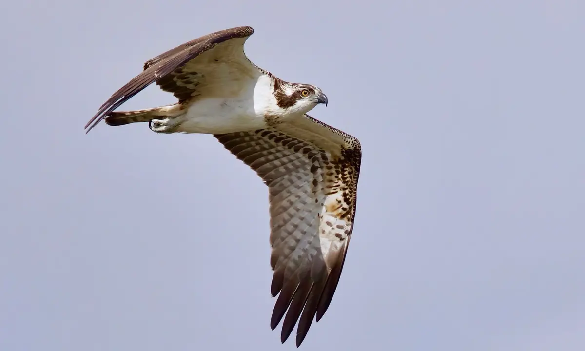 Herbstlicher Vogelzug auf Tiengemeten — Tiengemeten, Korendijk