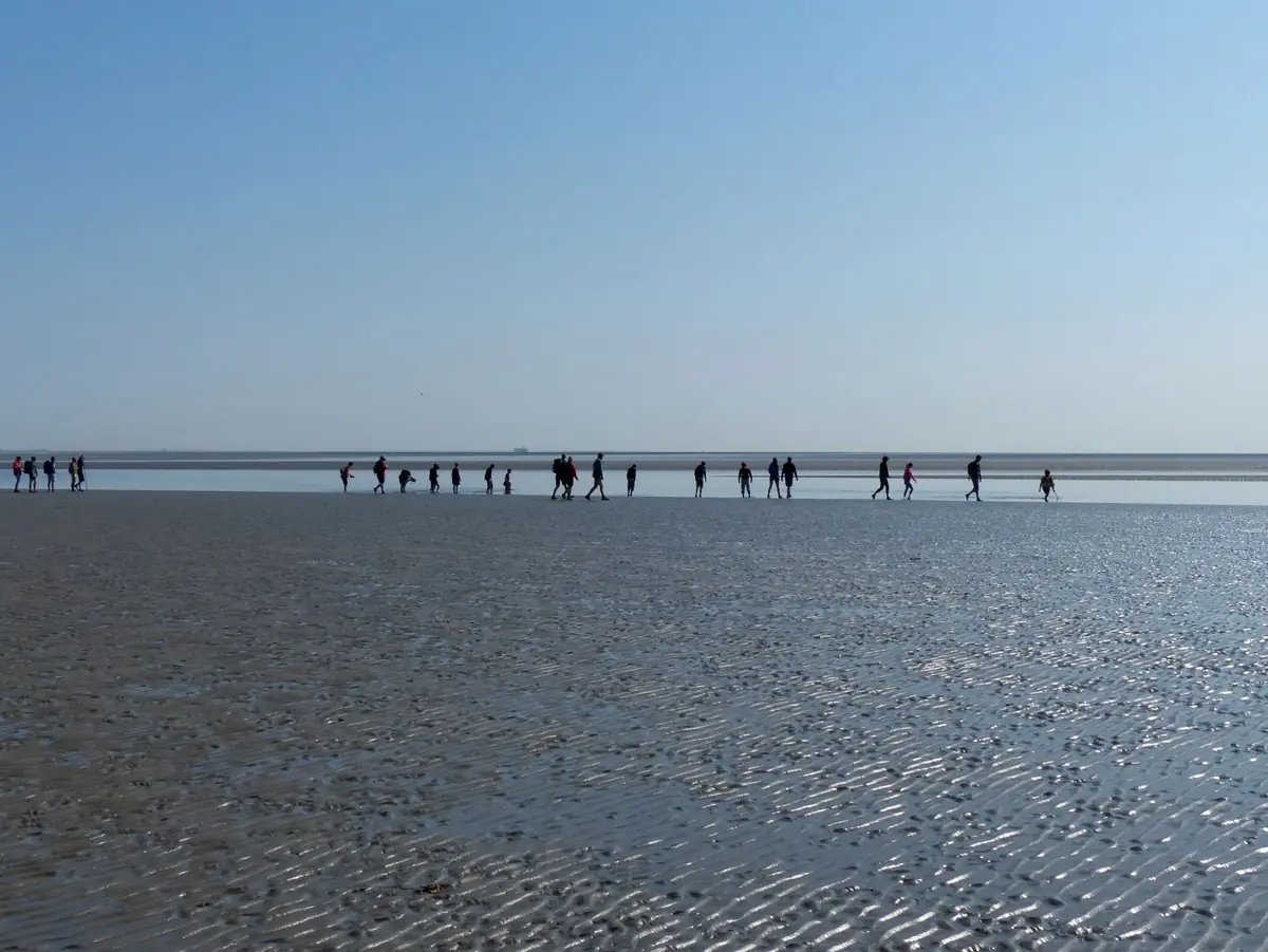 Wadlooptocht: educational walk to Eilanderbult — Eetcafé De Kalkman, Wierum