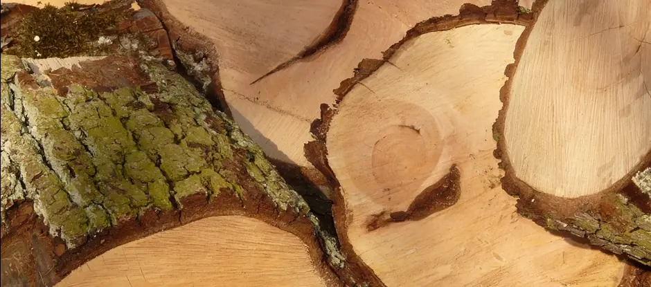 Excursion and workshop at the Houtwerf — Amsterdamse Bos, Amstelveen