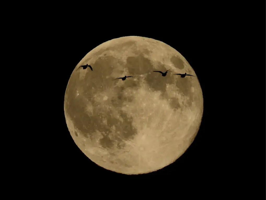 Full Moon Walk Smeerling — Gasterij Natuurlijk Smeerling, Onstwedde