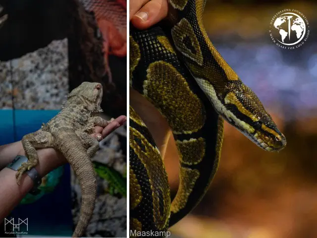 Kindervorlesung | Reptilien und Amphibien — Bibliotheek Gennep, Gennep