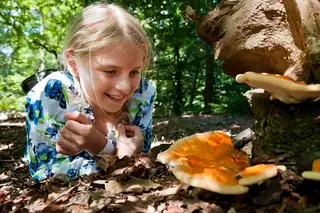 OERRR Pilzsuche in den Oisterwijkse Bossen (4-7 Jahre)