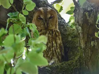 Eulen des Hollandse Hout