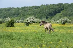 Naturwanderung Blauwe Kamer
