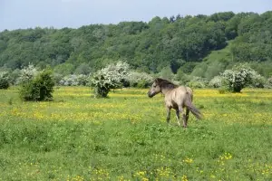 Nature Walk Blauwe Kamer — Wageningen