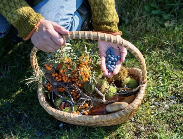 Wildplukken! #2 — Arnheim