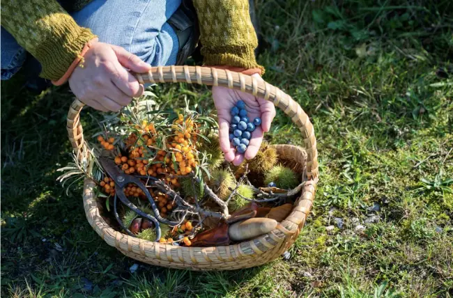 Wildkräuter-Sammelwanderung — Arnheim