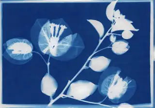 Cyanotype-Workshop