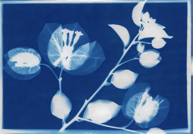 Cyanotype-Workshop — Arnheim