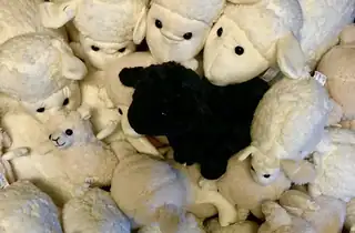 Counting Sheep During the Christmas Holiday