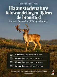 Haamstedenature Fotowanderung Während der Brunftzeit