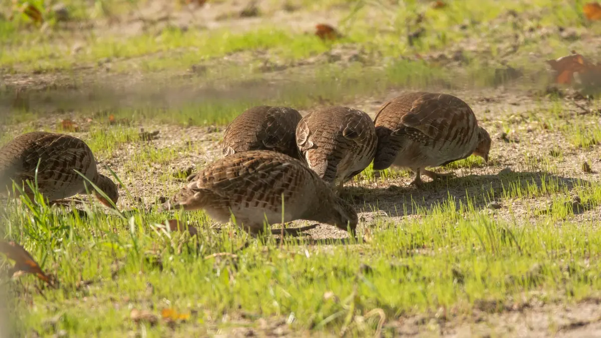 IVN De Kempen Wanderung Rouwenbogtse Akkers — Raamloop, Reusel