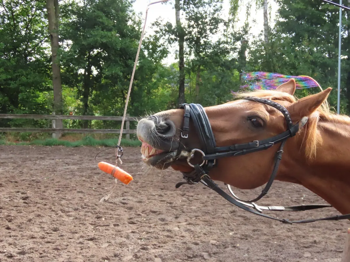 Opendag en reünie — Bruggerdijk 25, Valkenswaard