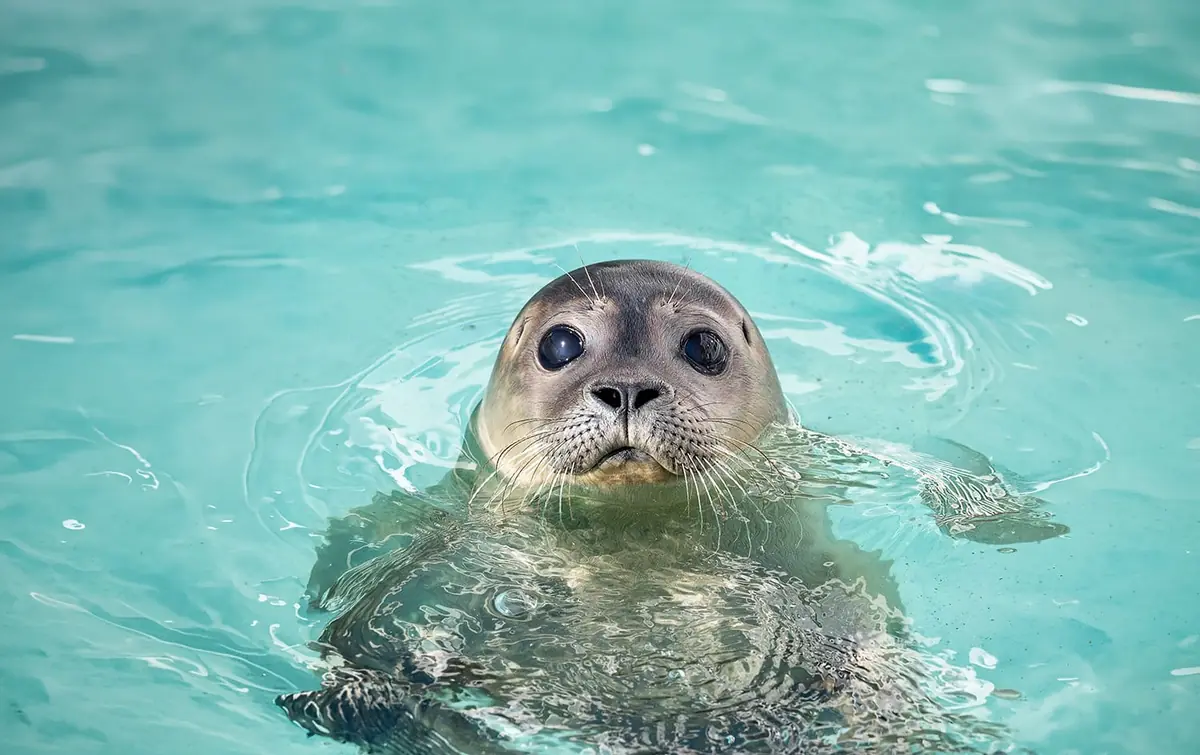 Dive into the Seal Mystery at the WEC — Lauwersoog