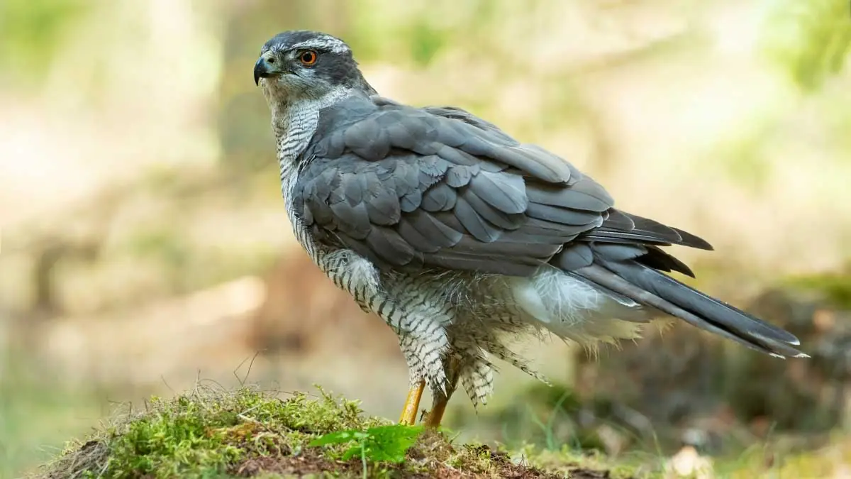 Birds of Prey of the Oostvaardersplassen Almere — Almere