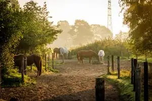 Pferdesafari in Lunteren