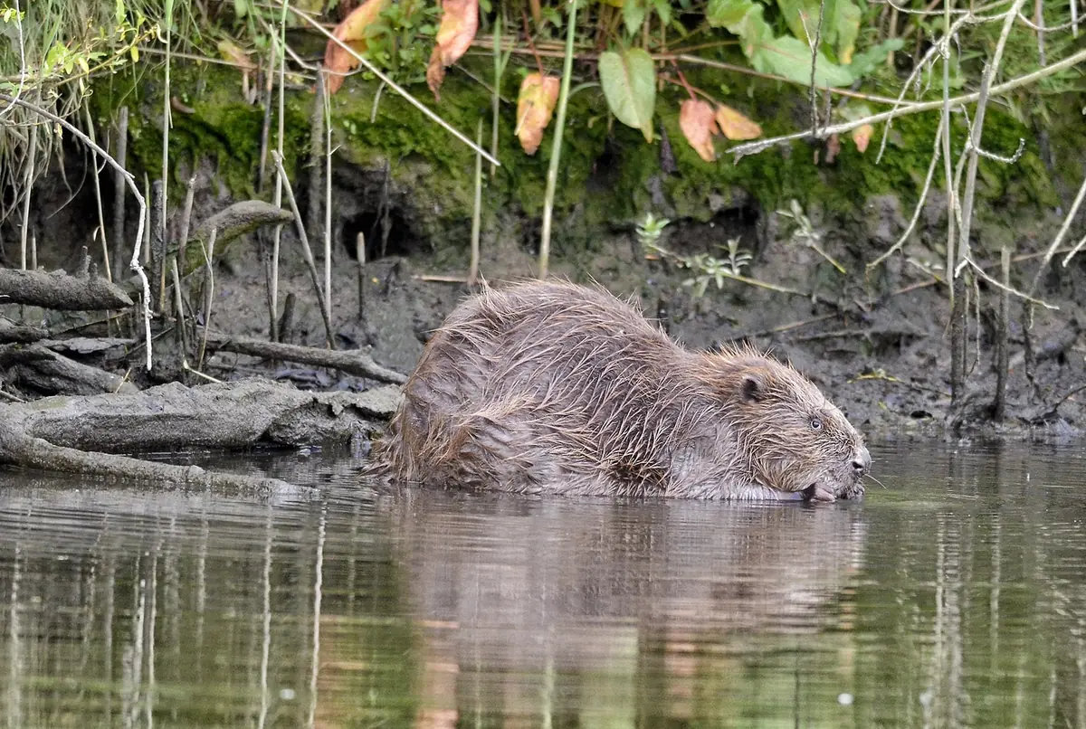 Canoe trip searching for beavers — Dordrecht