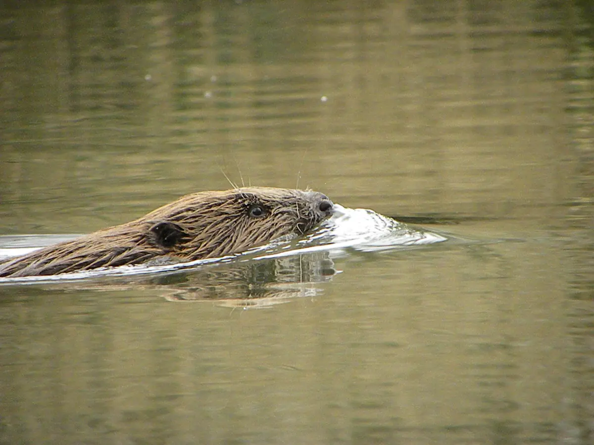Whispering in Search of Beavers — Dordrecht