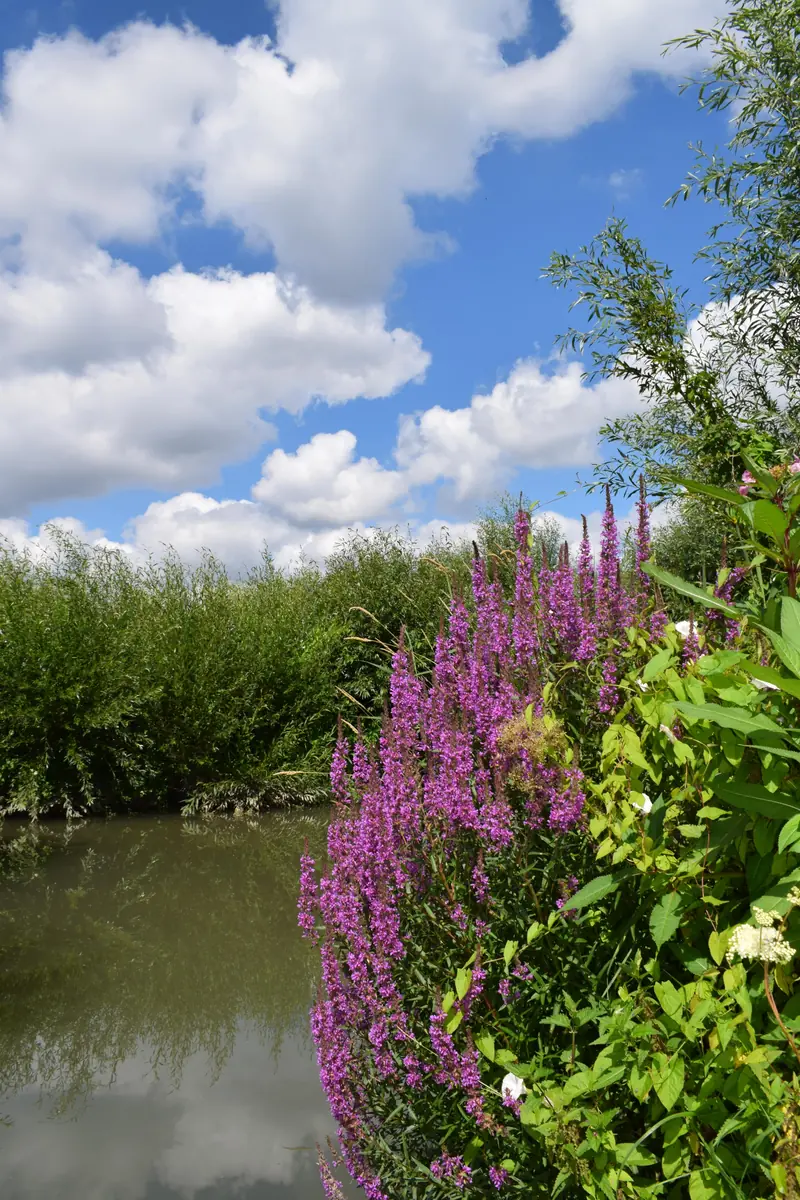 Bootsfahrt durch die Biesbosch — Dordrecht