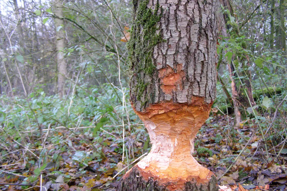 Children's Beaver Trail Expedition — Dordrecht
