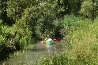 Morning canoe trip through the Biesbosch