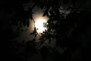 Beleef de vollemaan in Nationaal Park De Groote Peel
