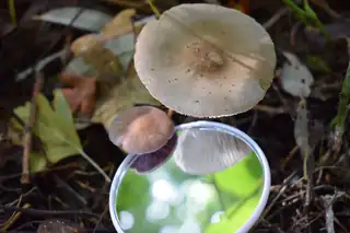 Herbstexkursion